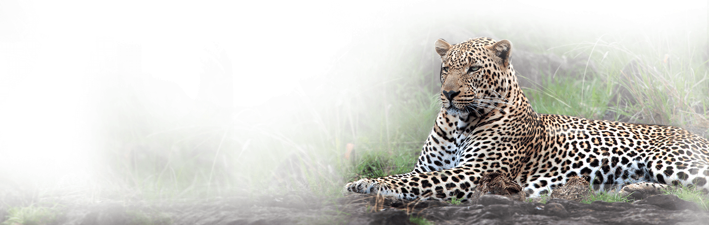 Leopard in Sanjay Gandhi National Park