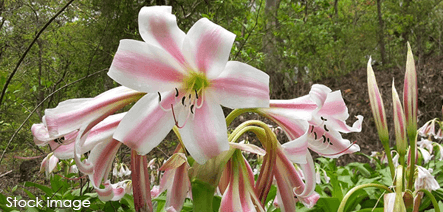 Sanjay Gandhi National Park Plants