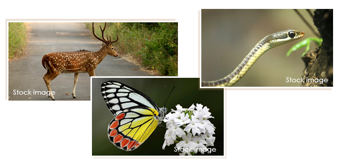 Animals in Sanjay Gandhi National Park