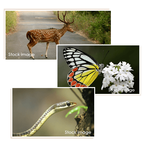 Animals in Sanjay Gandhi National Park