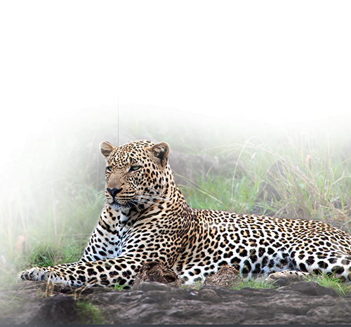 Leopard in Sanjay Gandhi National Park